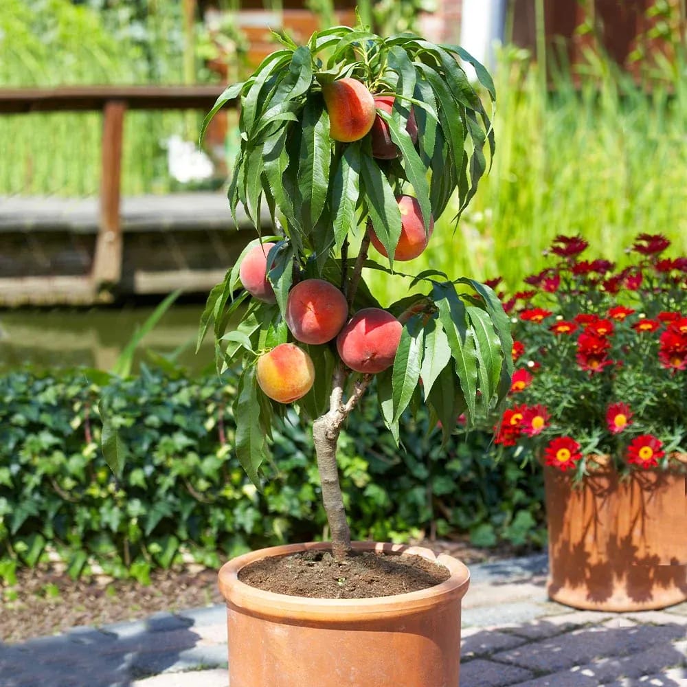 Surtido de 6 árboles frutales columnares