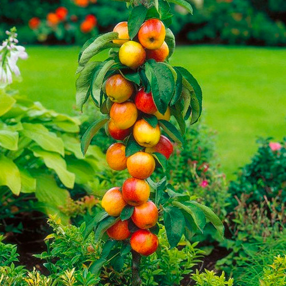Surtido de 6 árboles frutales columnares