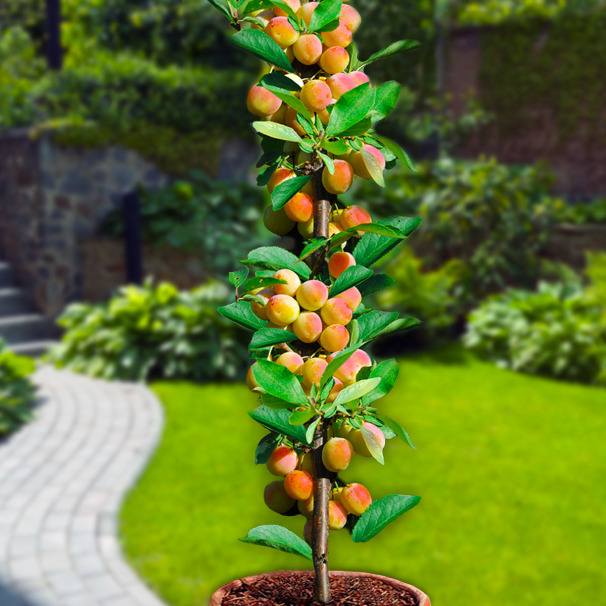 Surtido de 6 árboles frutales columnares