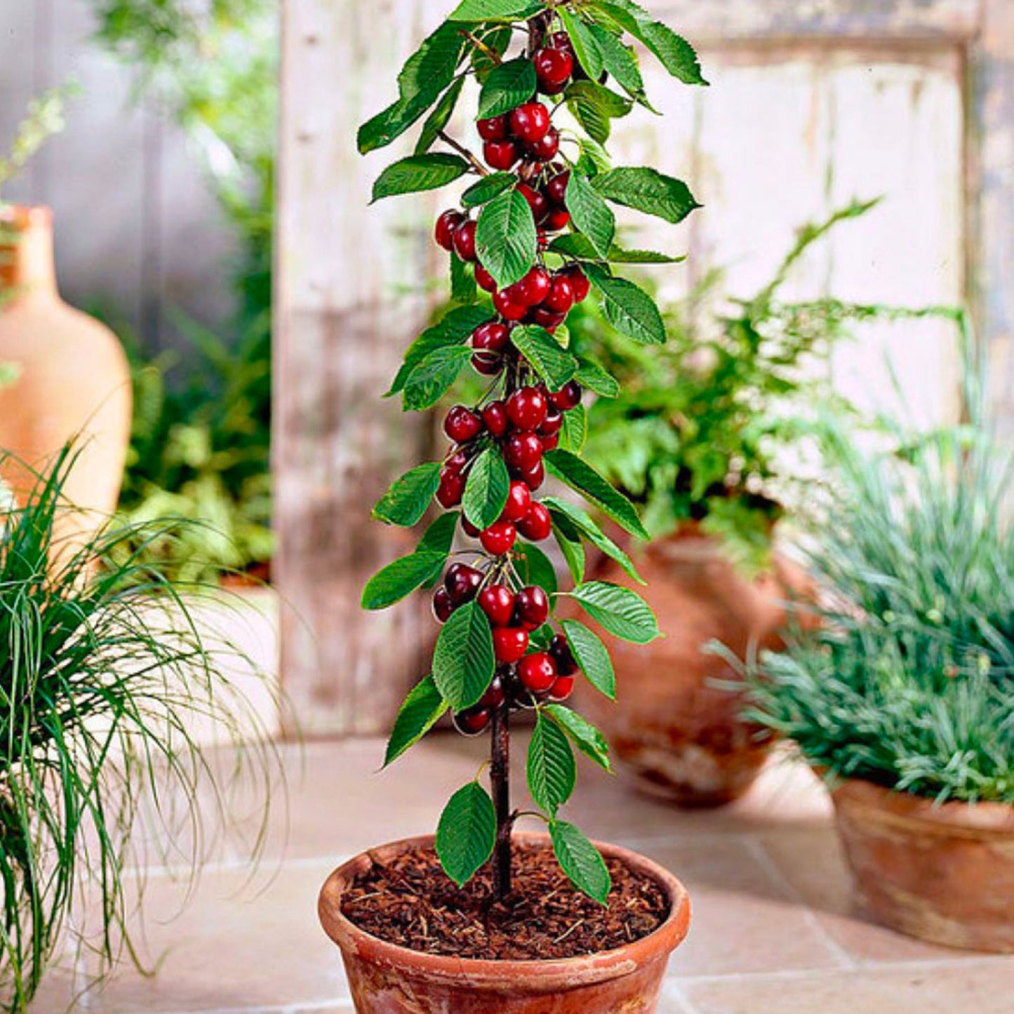Surtido de 6 árboles frutales columnares