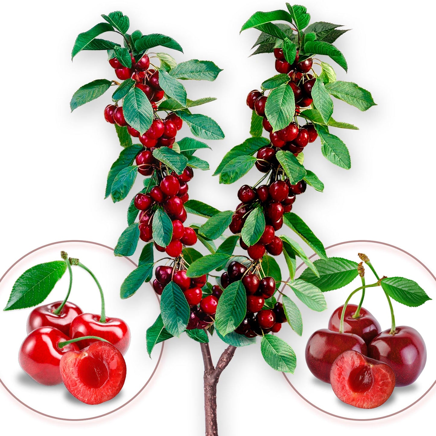 Dúo de cerezas