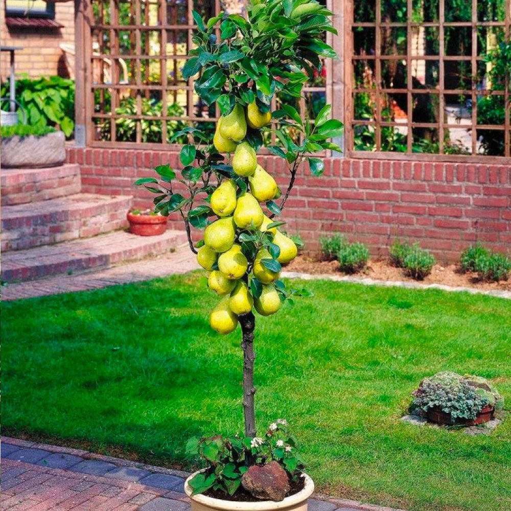 Surtido de 6 árboles frutales columnares