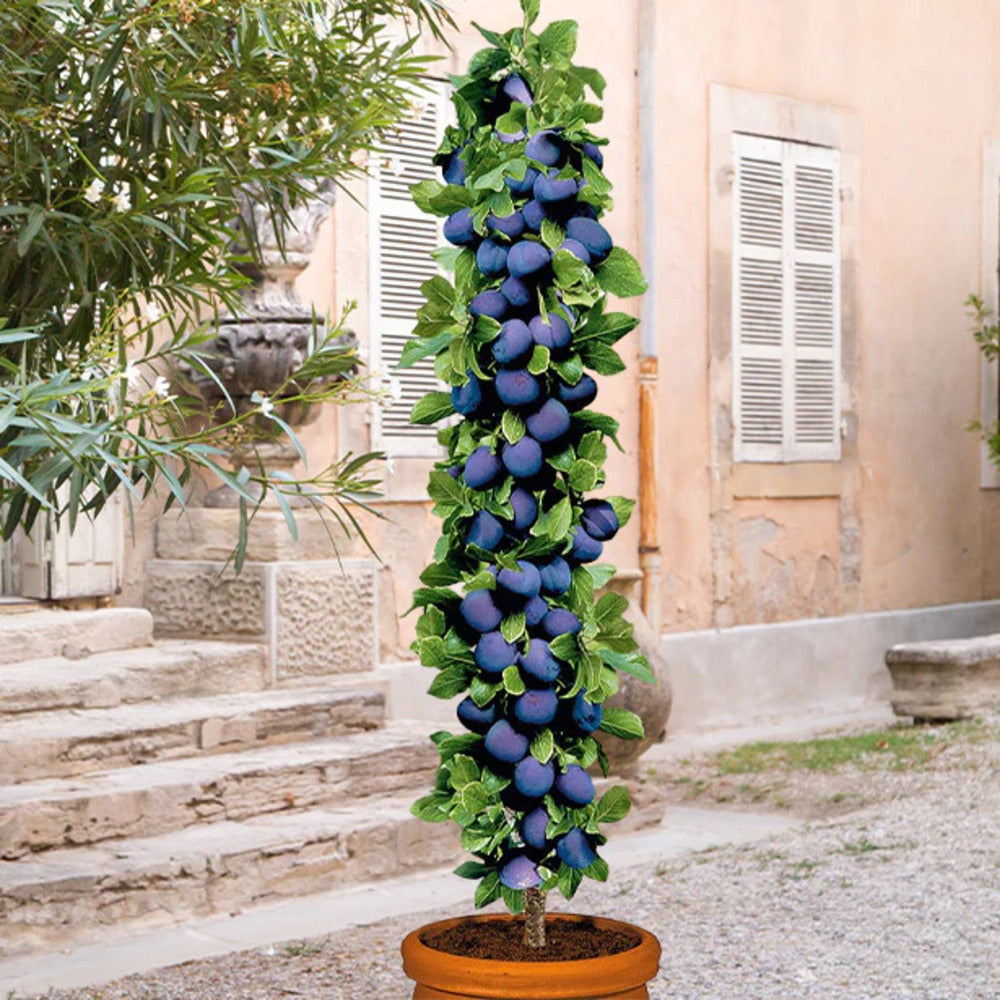 Surtido de 6 árboles frutales columnares