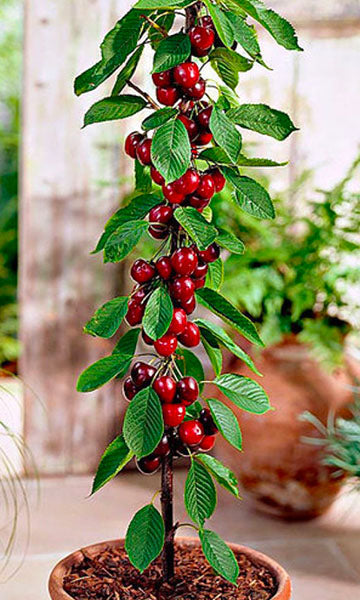 Cerezo columnar "Burlat"