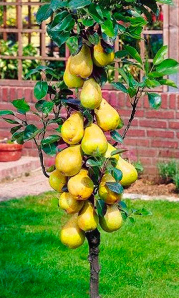Pera columnar "Williams"