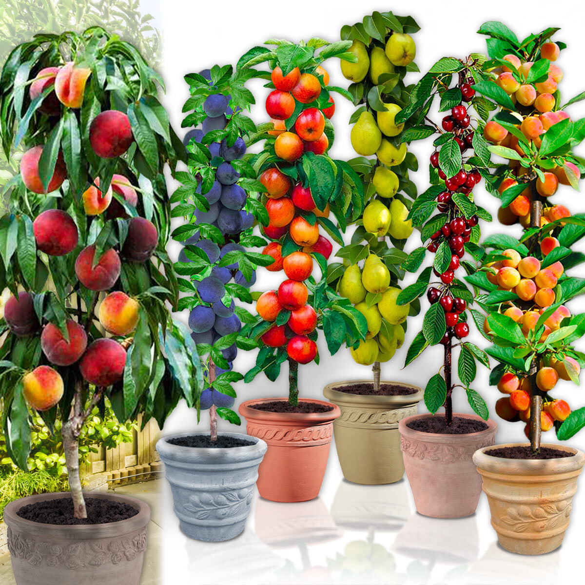 Surtido de 6 árboles frutales columnares