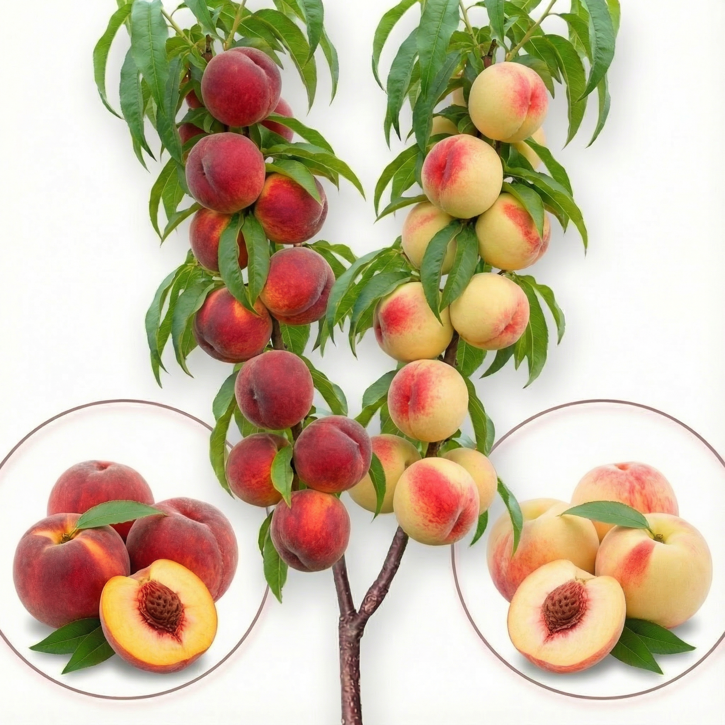 Árbol frutal Dúo de Melocotonero