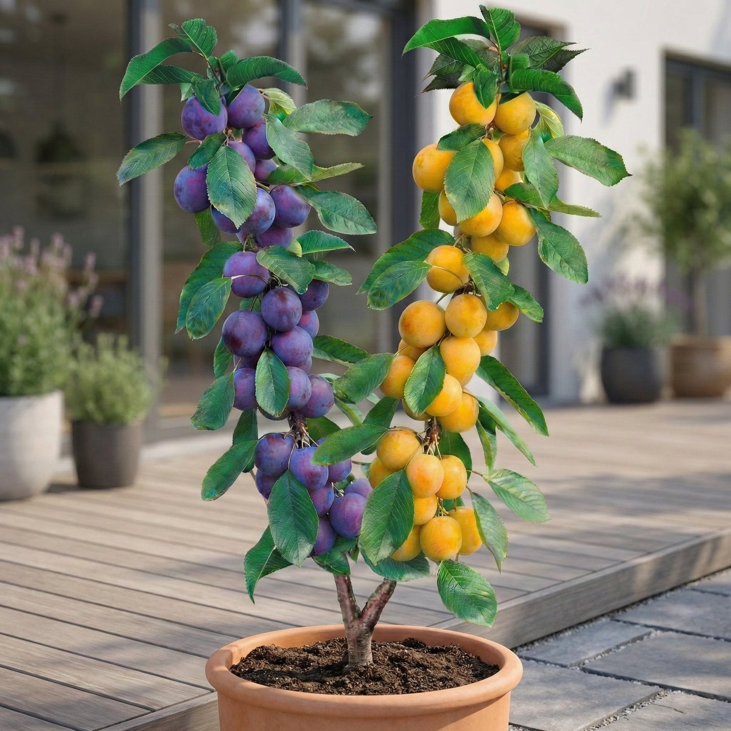 Árbol frutal Dúo de Ciruelo